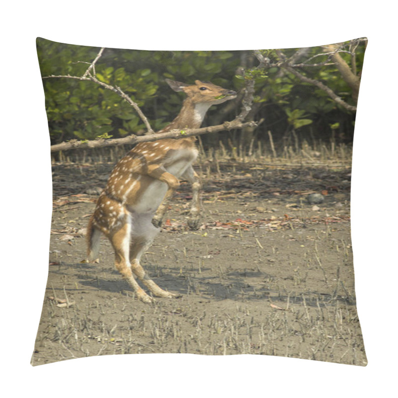 Personality  An Indian Spotted Deer Standing Tall To Reach Food At Sundartban Tiger Reserve Pillow Covers