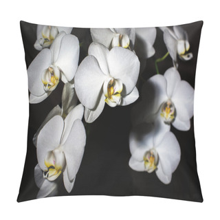 Personality  White Orchid On A Black Background Pillow Covers