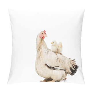 Personality  Adorable Little Chickens Sitting On Hen Isolated On White  Pillow Covers