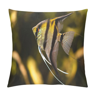 Personality  Angelfish (Pterophyllum Scalare) Is A Freshwater Fish Belonging To The Cichlid Family, Native To The Amazon River Basin Pillow Covers