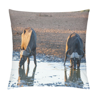 Personality  Buffalo's Drinking Water Pillow Covers