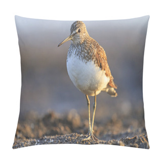 Personality  Sandpiper At Sunrise Pillow Covers