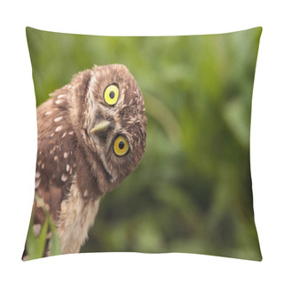 Personality  Funny Burrowing Owl Athene Cunicularia Tilts Its Head Outside Its Burrow On Marco Island, Florida Pillow Covers