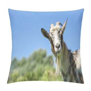 Personality  Goat On The Meadow, Grazing On The Chain, Beautiful Sunny Day. Stories About Rural Life In Ukraine Pillow Covers