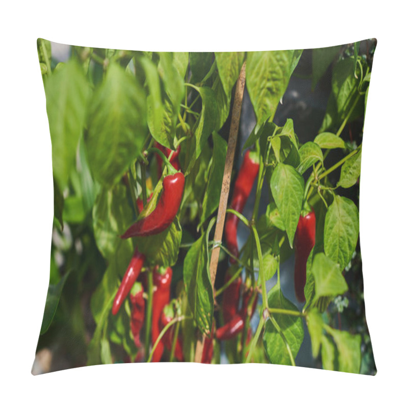 Personality  Red Peppers Growing In Hydroponic. Plantations Of Peppers In The Field. Autumn Organic Vegetables. Agriculture Products. Organic Food Background. Harvesting Time. Well Ripened Crop. Growing Chili. Pillow Covers