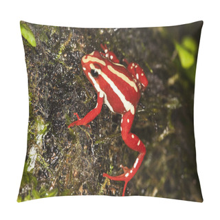 Personality  EPIPEDOBATE TRICOLORE Epipedobates Tricolor Pillow Covers