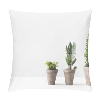 Personality  Beautiful Various Green Home Plants Growing In Pots On White  Pillow Covers