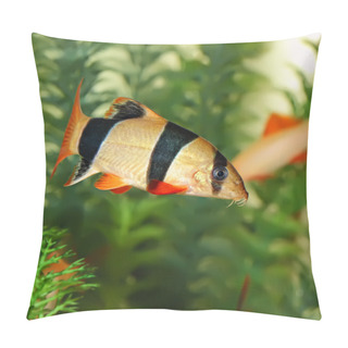 Personality  Botia Pillow Covers