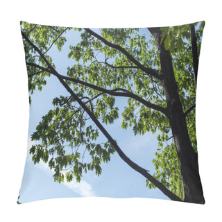 Personality  Low Angle View Of Maple Green Leaves With Blue Sky At Background Pillow Covers