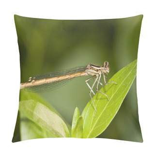 Personality  Damselfly Insect Pillow Covers