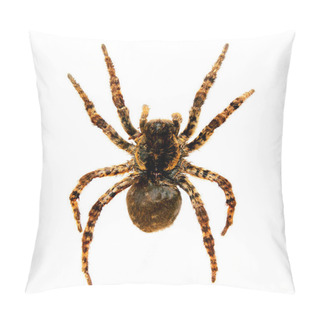 Personality  Spider A Tarantula Lycosa Singoriensis Pillow Covers