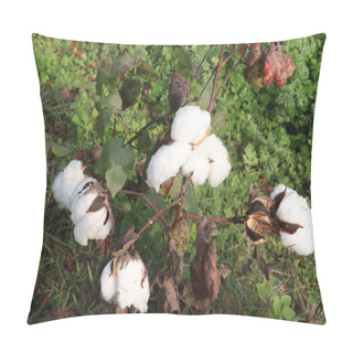 Personality  Peruvian Pima Cotton On Tree In Farm For Harvest Are Cash Crops Pillow Covers