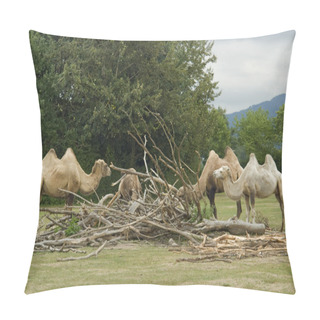 Personality  Bactrian Camels At Fed Pillow Covers