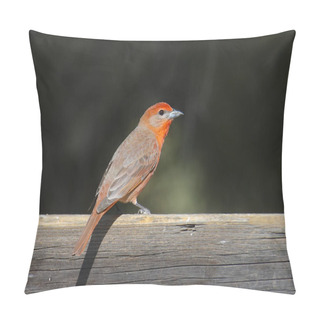 Personality  Hepatic Tanager (piranga Flava) Perching On Wooden Plank Pillow Covers