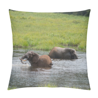 Personality  Two Elephant Splashing In Water (Republic Of The Congo) Pillow Covers