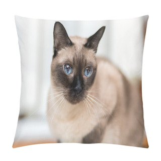 Personality  Cute Siamese Kitten Pillow Covers