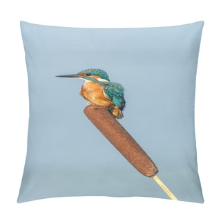 Personality  Beautiful Nature Scene With Common Kingfisher (Alcedo Atthis). Wildlife Shot Of Common Kingfisher (Alcedo Atthis) On The Branch. Common Kingfisher (Alcedo Atthis) In The Nature Habitat. Pillow Covers