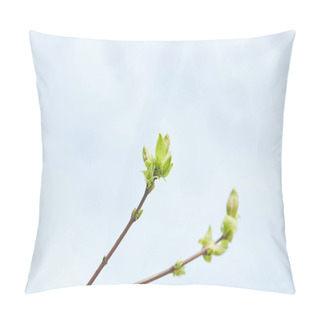 Personality  Close Up Of Tree Branches With Blooming Green Leaves With Clear Blue Sky On Background Pillow Covers