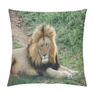 Personality  A Male Lion Lying On The Grass With His Eyes Closed Pillow Covers