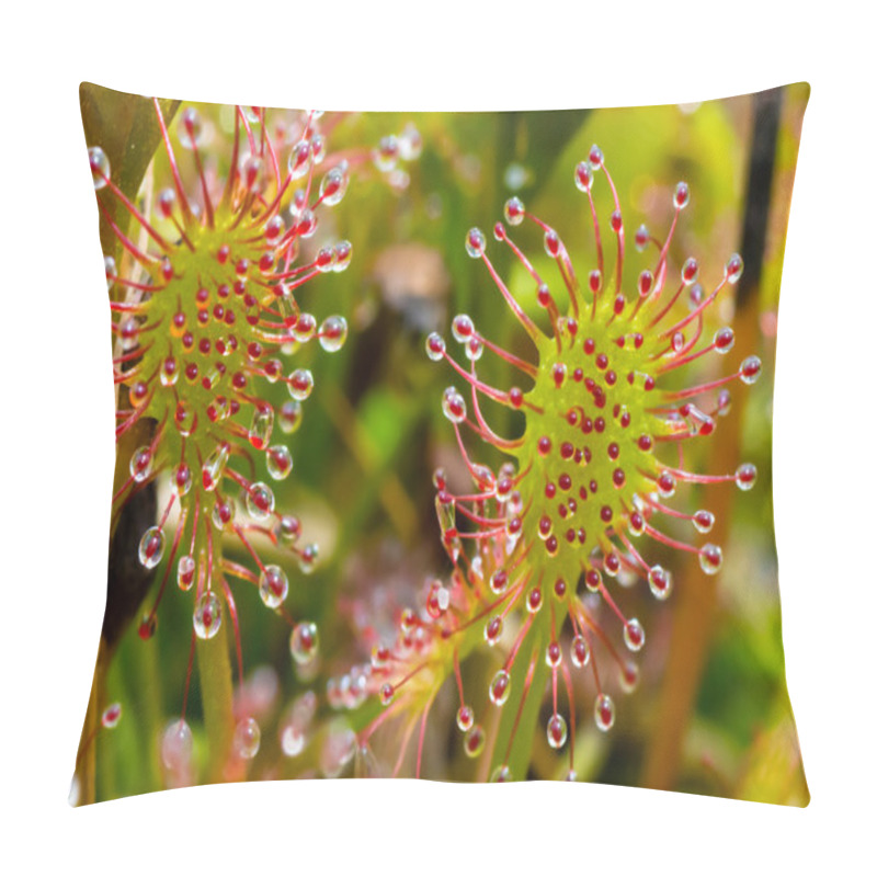 Personality  Sundew Colorful Abstraction Pillow Covers