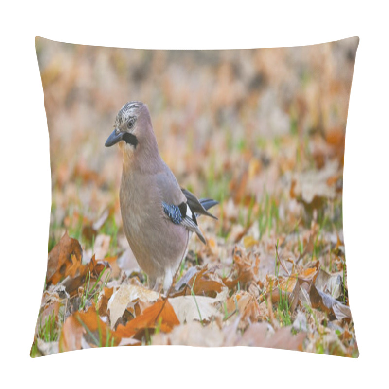 Personality  Jay Sitting On The Lawn In Autumn Pillow Covers