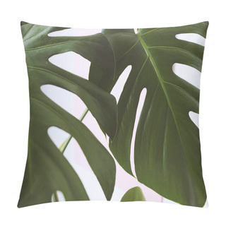 Personality  Monstera Leaves Decorating For Composition Design. Tropical,botanical Nature Concepts Ideas. Monstera Deliciosa Leaf Or Swiss Cheese Plant In Pot Tropical Leaves Background. Pillow Covers