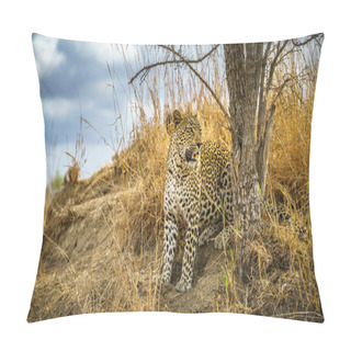 Personality  Wild Leopard In Kruger National Park In Mpumalanga In South Africa Pillow Covers