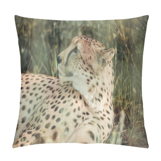 Personality  Close Up View Of Beautiful Cheetah Animal Resting On Green Grass At Zoo Pillow Covers