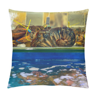 Personality  Big Alive Lobsters For Sale At Seafood Market Pillow Covers