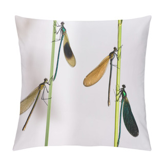 Personality  Banded And Beautiful Demoiselles (Calopteryx Splendens And C. Virgo) Pillow Covers