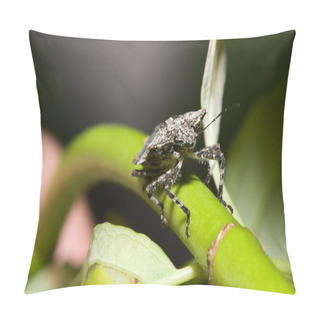 Personality  Shield Bug (Hemiptera, Suborder Heteroptera) Pillow Covers