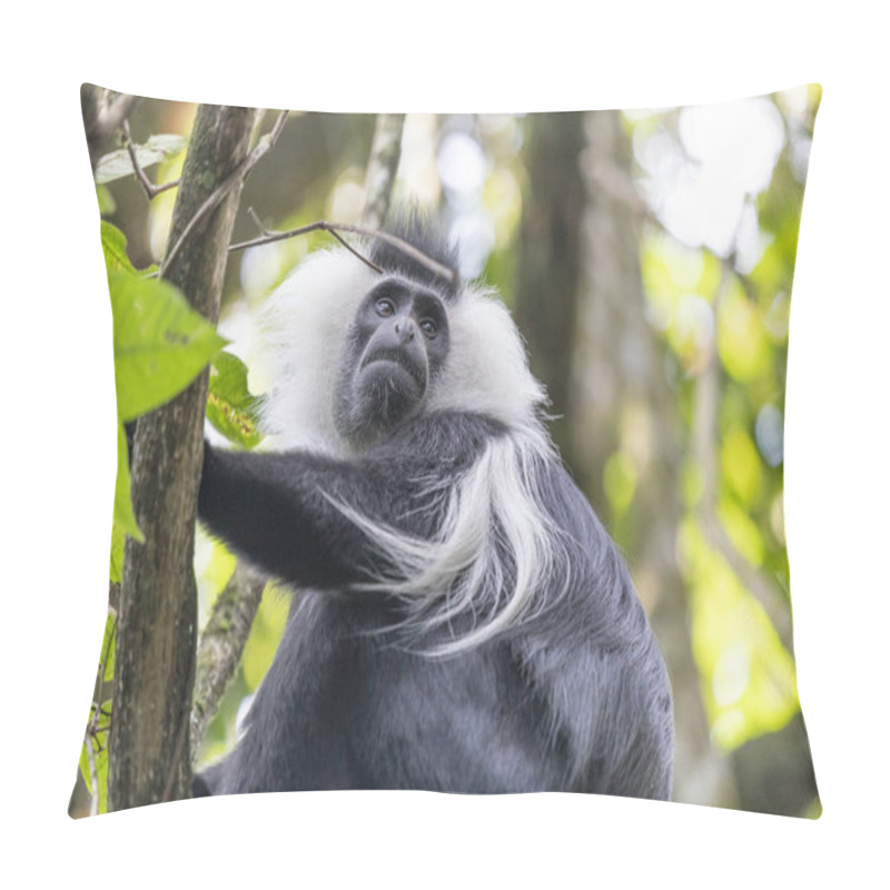 Personality  Colobus Monkey In National Park Nyungwe Forest In Rwanda Pillow Covers