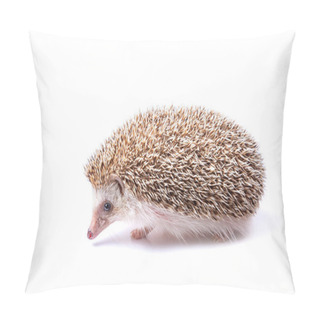Personality  European Hedgehog Isolated On White Background. Pillow Covers