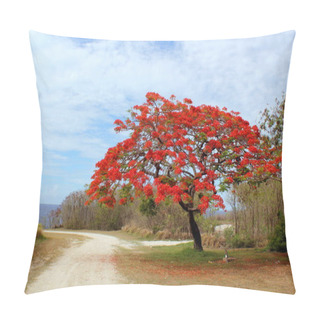 Personality  Flame Tree In Bloom, Saipan, Northern Mariana Islands Pillow Covers