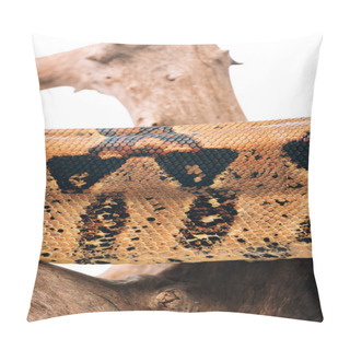 Personality  Close Up View Of Pattern On Textured Snakeskin On Wooden Snag Isolated On White Pillow Covers