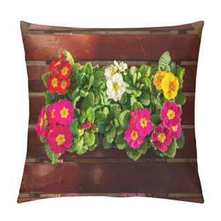 Personality  Primrose Flowers In Flower Pot Outdoor Blooming Garden Street Flower Vegetation Pillow Covers