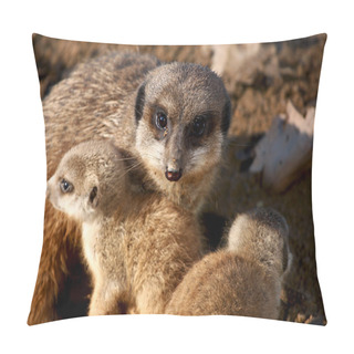 Personality  Meekat Pillow Covers