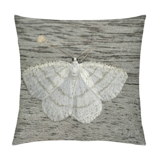 Personality  Natural Closeup On The Common White Wave Geometer Moth, Cabera Pusaria With Spread Wings On Wood Pillow Covers
