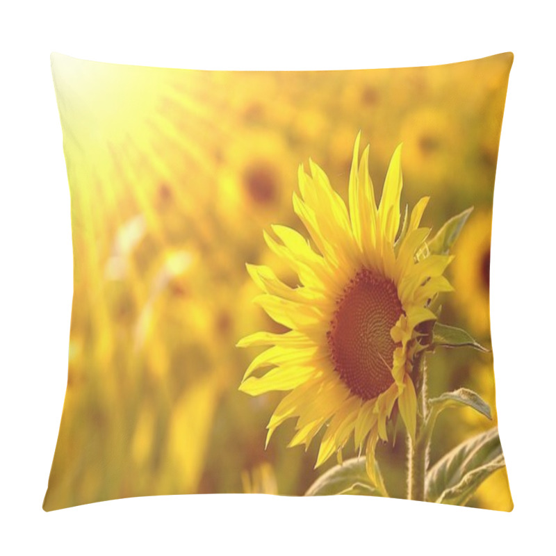Personality  Sunflower In The Field Pillow Covers