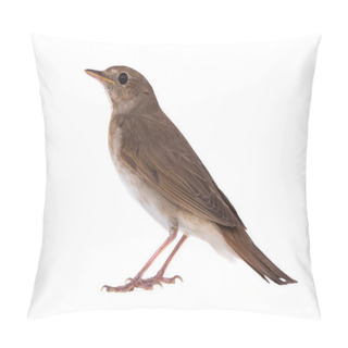 Personality  Nightingale (Luscinia Luscinia) Pillow Covers