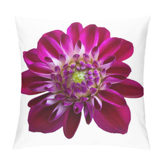 Personality  Pink  Chrysanthemum Dahlia Isolated On White  Pillow Covers