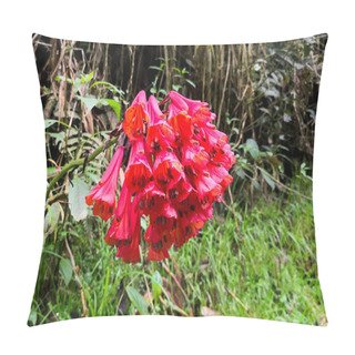 Personality  Beautiful Specimen Of Bomarea Multiflora. Endemic Red Flower Of Andean Region In Colombia And Ecuador. Paramo Native Flora. Pillow Covers