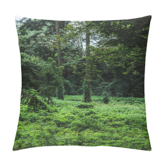 Personality  Scenic Shot Of Forest With Ground Covered With Green Vine Pillow Covers