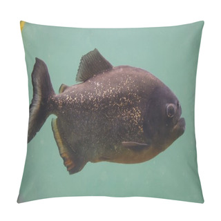 Personality  Red Piranha (Pygocentrus Nattereri), Also Known As The Red-bellied Piranha. Pillow Covers