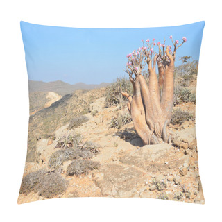 Personality  Yemen, Socotra, Bottle Trees (desert Rose - Adenium Obesum) In The Gorge Of Kalesan Pillow Covers