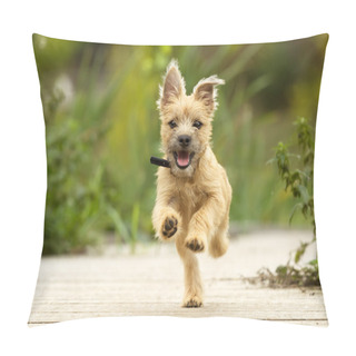 Personality  Cairn Terrier Puppy Pillow Covers