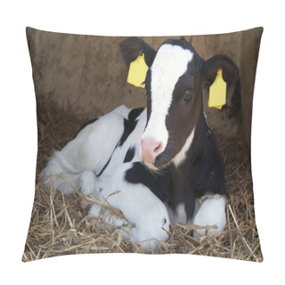 Personality  Young Black And White Calf Lies In Straw And Looks Alert Pillow Covers