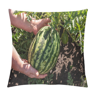Personality  A Close Up Shot Of A Farmer Holding A Water Melon And Who Is About To Pick It Up. Agriculture And Farming Concept. Pillow Covers