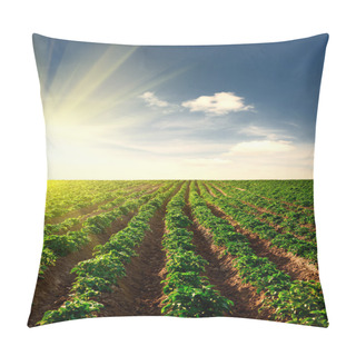 Personality  Potato Field On A Sunset Pillow Covers