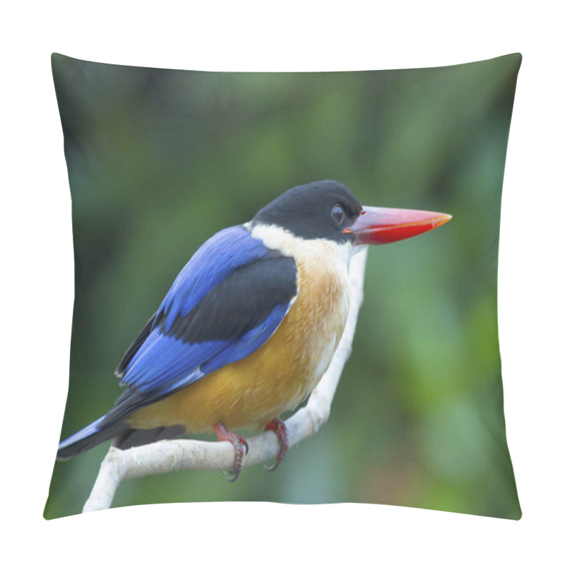 Personality  Black-capped Kingfisher (Halcyon Pileata).  Pillow Covers